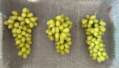 uvas - experimento manejo cancro da videira