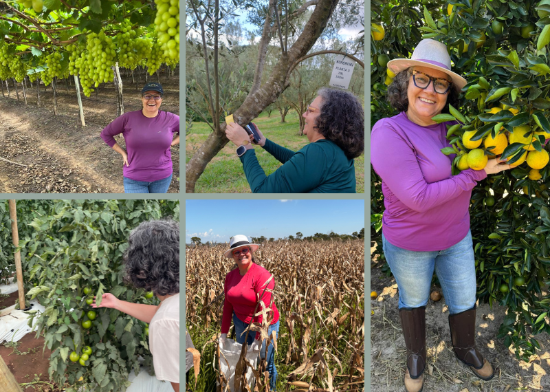 A Pesquisadora da CiaCamp, Dra. Simone Picchi avaliando experimentos em diferentes culturas - Agricultura sustentável
