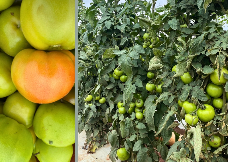 plantas e frutos de tomate tratados com a tecnologia NAC na produção de tomates - CiaCamp