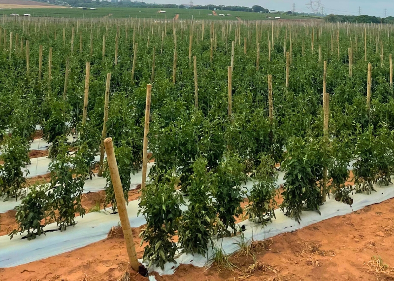 Tecnologia NAC na produção de tomates - CiaCamp
