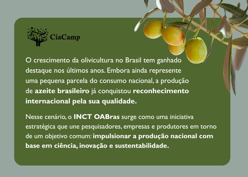 O crescimento da olivicultura no Brasil tem ganhado destaque nos últimos anos. Embora ainda represente uma pequena parcela do consumo nacional, a produção de azeite brasileiro já conquistou reconhecimento internacional pela sua qualidade. Nesse cenário, o INCT OABras surge como uma iniciativa estratégica que une pesquisadores, empresas e produtores em torno de um objetivo comum: impulsionar a produção nacional com base em ciência, inovação e sustentabilidade.
