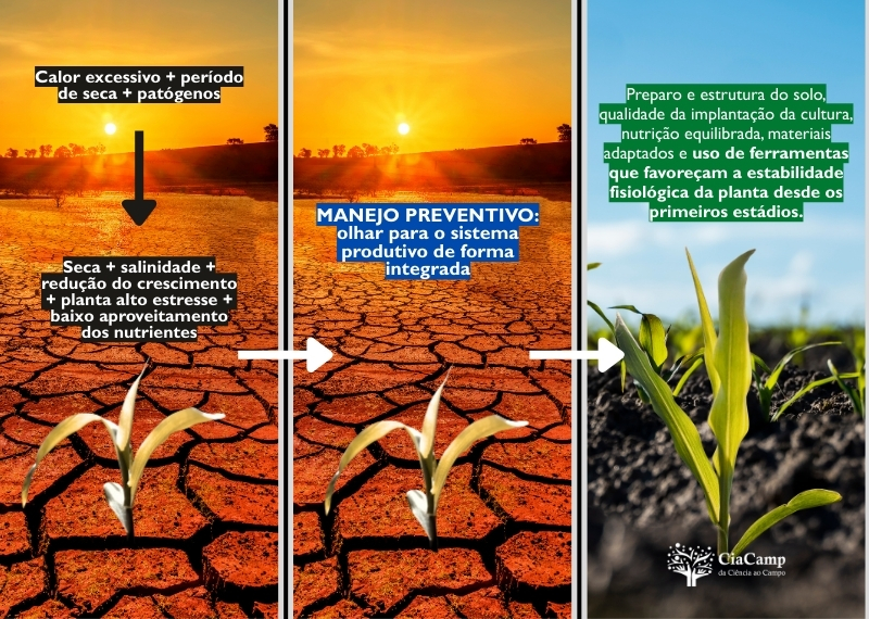 Manejo preventivo é a base para reduzir o impacto do estresse no início do ciclo - CiaCamp