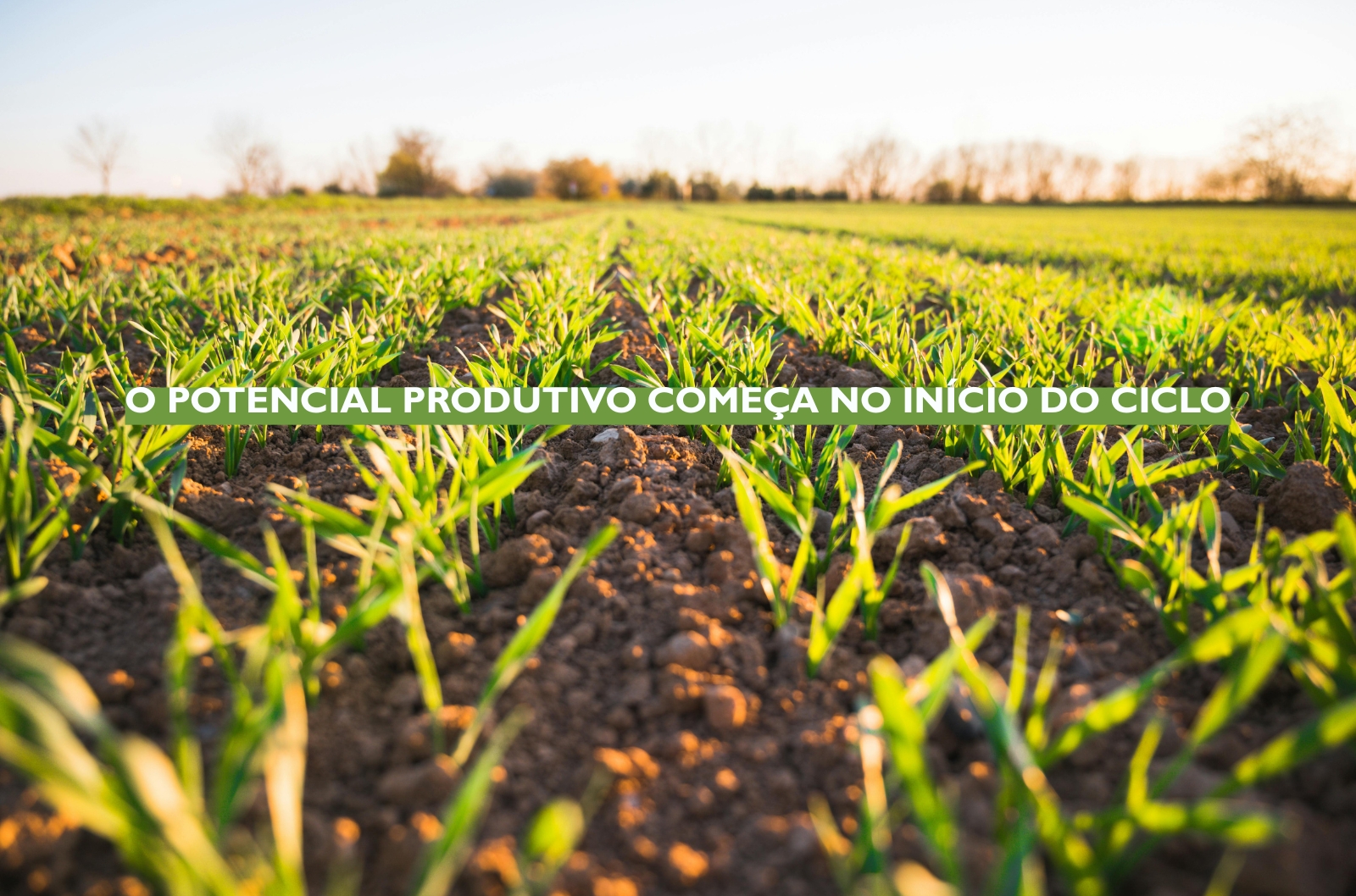 Entenda como o manejo preventivo reduz os efeitos do estresse vegetal, protege o sistema radicular e ajuda a sustentar a produtividade da lavoura.