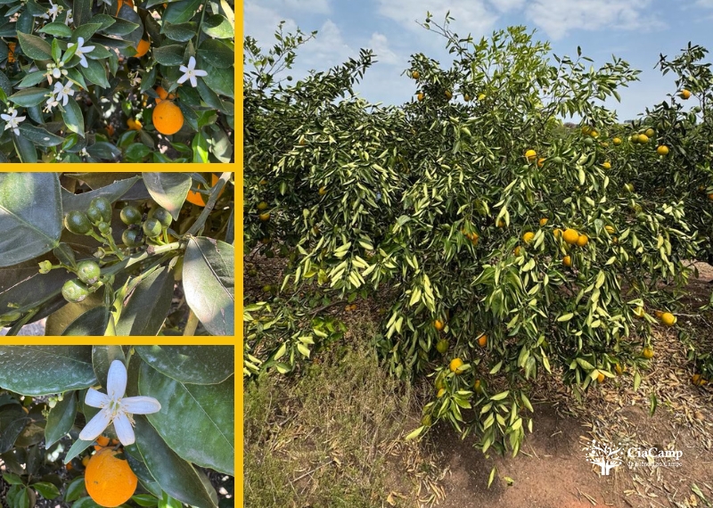 Estresse combinado - Planta de laranjeira 'folha-murcha' sob condição de estresse no campo.