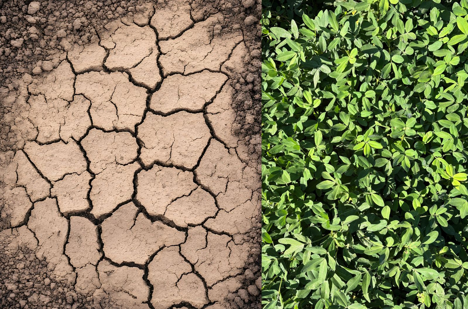 estresse combinado - CiaCamp