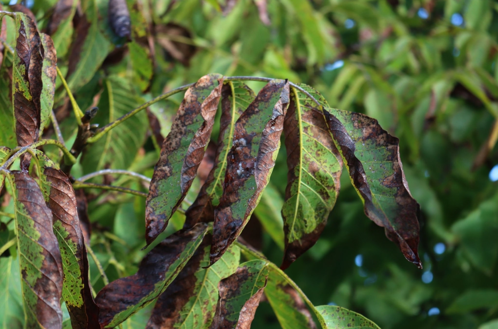 Radicais livres nas plantas - CiaCamp-folhas de manga